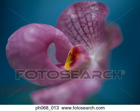 Close up of Orchid View Large Photo Image Stock Image - Close up of Orchid. Fotosearch