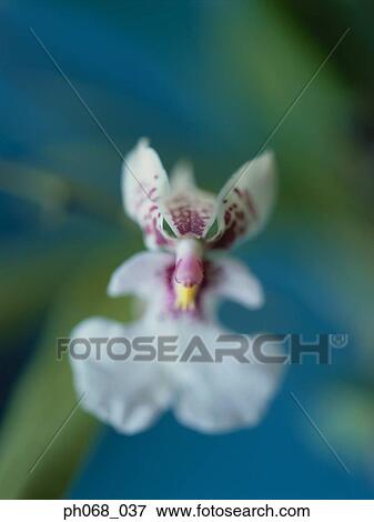 Stock Photo - Close up of Orchid. Fotosearch