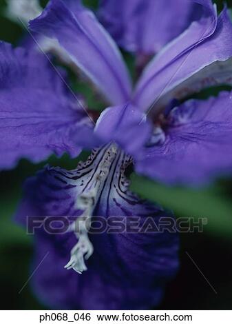 Close up of purple Iris View Large Photo Image Stock Photograph - Close up of purple Iris. Fotosearch
