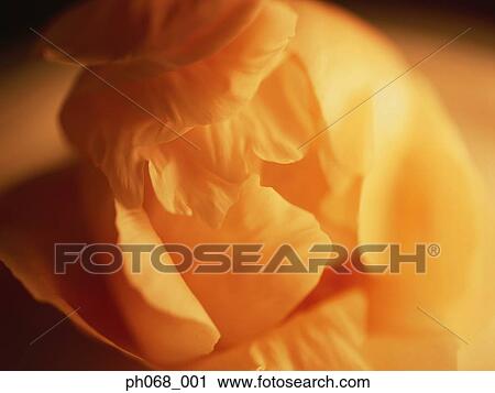 Close up of Rose petals View Large Photo Image Stock Image - Close up of Rose petals. Fotosearch