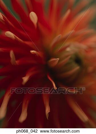 Dahlia Close-Up View Large Photo Image Stock Image - Dahlia Close-Up . Fotosearch