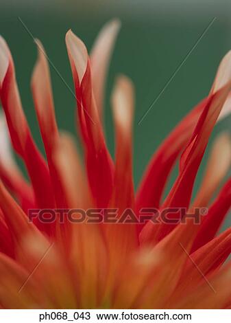 Dahlia in detail View Large Photo Image Stock Image - Dahlia in detail. Fotosearch