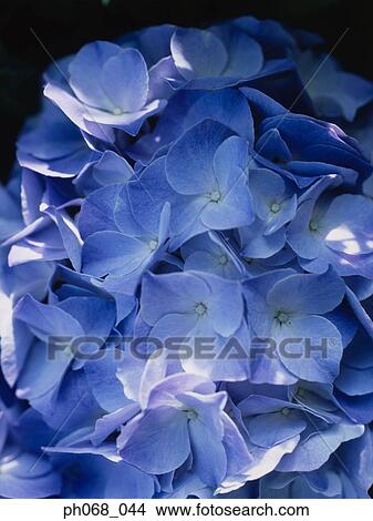 Delphiniums, full frame View Large Photo Image Picture - Delphiniums, full frame. Fotosearch