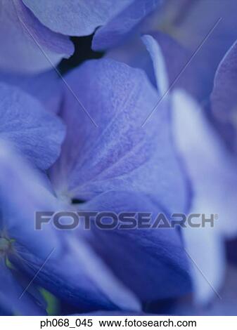 Delphiniums in detail View Large Photo Image Stock Photography - Delphiniums in detail. Fotosearch