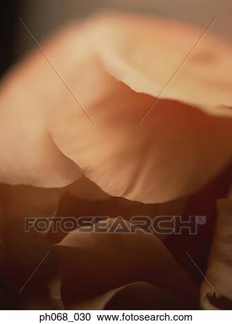 Flower petals, close up View Large Photo Image Stock Image - Flower petals, close up. Fotosearch