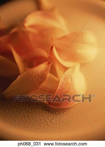 Stock Image - Flower petals on plate, close up. Fotosearch