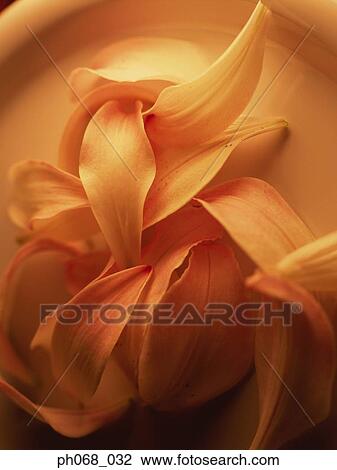 Flower petals on plate, close up View Large Photo Image Stock Image - Flower petals on plate, close up. Fotosearch