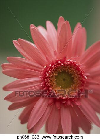 Gerbera daisy in detail View Large Photo Image Stock Image - Gerbera daisy in detail. Fotosearch