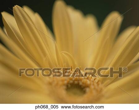Gerbera daisy in detail View Large Photo Image Stock Photography - Gerbera daisy in detail. Fotosearch
