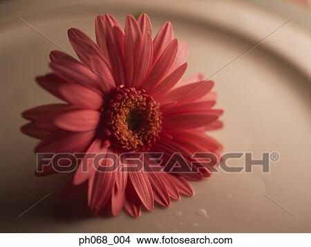 Picture - Gerbera daisy on plate, close up. Fotosearch