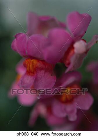 Pink flower petals, close up View Large Photo Image Stock Image - Pink flower petals, close up. Fotosearch