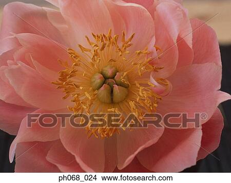 Pink flower with stamen, close up View Large Photo Image Picture - Pink flower with stamen, close up. Fotosearch