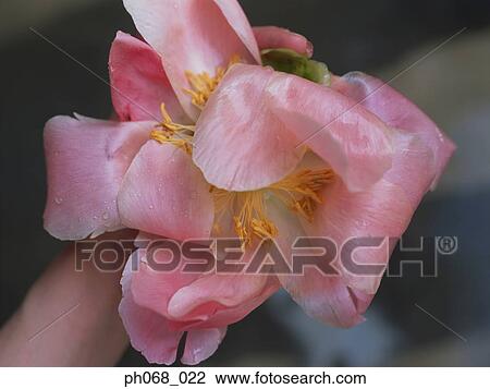 Stock Image - Pink flower with stamen, close up. Fotosearch