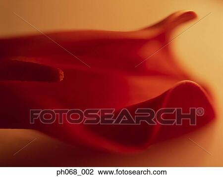 Red Calla Lily in detail View Large Photo Image Stock Image - Red Calla Lily in detail. Fotosearch