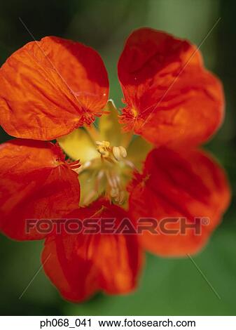 Red flower in detail View Large Photo Image Stock Image - Red flower in detail. Fotosearch