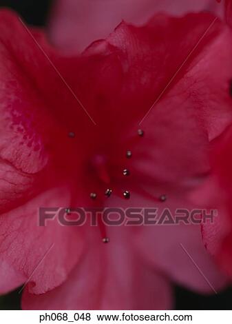 Stock Photo - Red flower in detail. Fotosearch