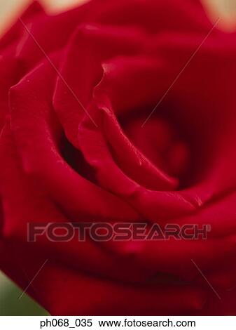 Red rose in detail View Large Photo Image Stock Photography - Red rose in detail. Fotosearch