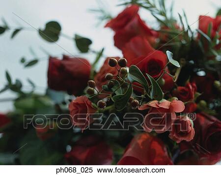 Stock Photography - Red roses and buds. Fotosearch