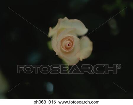 Rose View Large Photo Image Stock Photography - Rose. Fotosearch