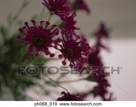 South African Daisies View Large Photo Image Stock Photo - South African Daisies. Fotosearch