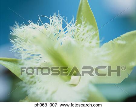 White flower, close up View Large Photo Image Stock Photo - White flower, close up. Fotosearch