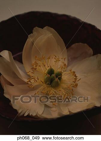 Stock Photo - White flower with stamen on plate, close up. Fotosearch