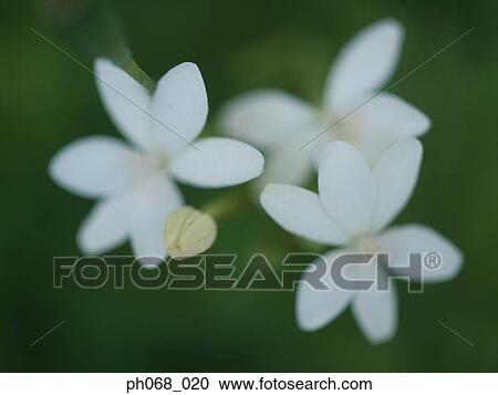 White flowers and bud, close up View Large Photo Image Stock Image - White flowers and bud, close up. Fotosearch