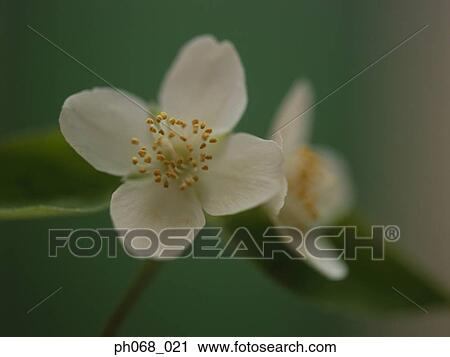 White flowers, close up View Large Photo Image Stock Image - White flowers, close up. Fotosearch