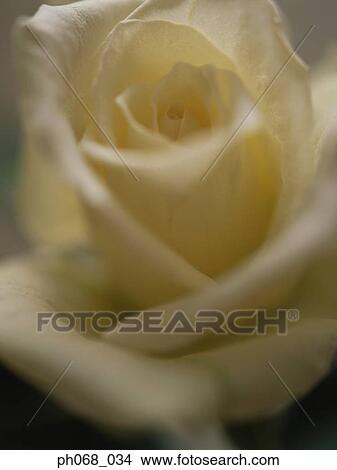 White rose in detail View Large Photo Image Picture - White rose in detail. Fotosearch