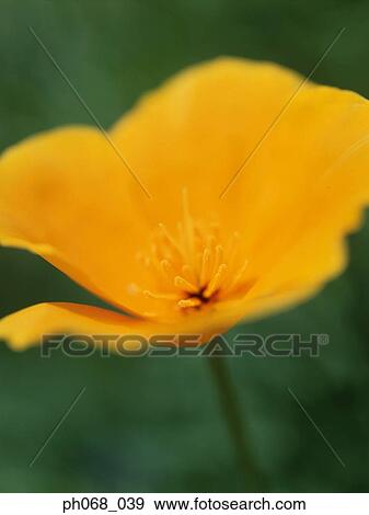 Stock Photo - White rose in detail. Fotosearch
