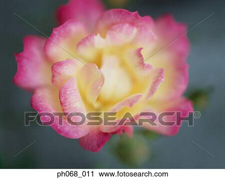 Yellow and pink flower, close up View Large Photo Image Stock Image - Yellow and pink flower, close up. Fotosearch