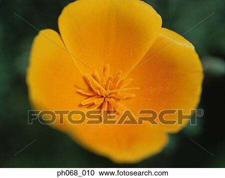 Yellow flower, close up View Large Photo Image Stock Image - Yellow flower, close up. Fotosearch