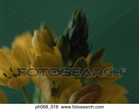 Yellow flowers and bud View Large Photo Image Stock Photograph - Yellow flowers and bud. Fotosearch
