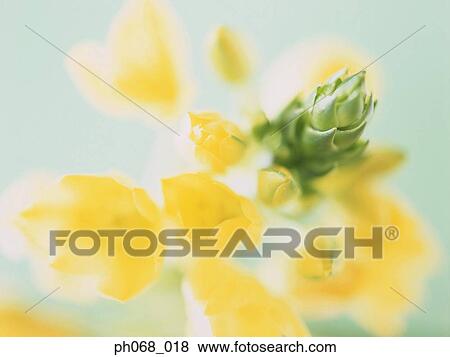 Stock Photo - Yellow primrose and bud. Fotosearch