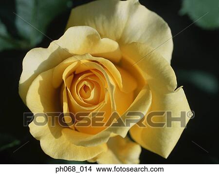 Yellow rose in detail View Large Photo Image Picture - Yellow rose in detail. Fotosearch