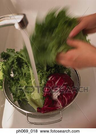 Person washing vegetables View Large Photo Image Stock Photo - Person washing vegetables. Fotosearch