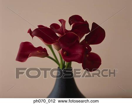 A vase of flowers View Large Photo Image Stock Image - A vase of flowers. Fotosearch