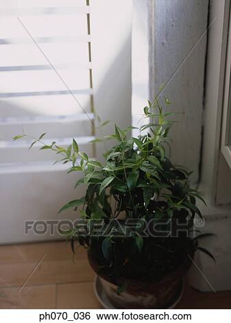 Decorative plant by the window View Large Photo Image Stock Photograph - Decorative plant by the window. Fotosearch