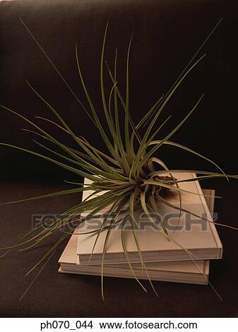 Decorative plant on the table View Large Photo Image Picture - Decorative plant on the table. Fotosearch