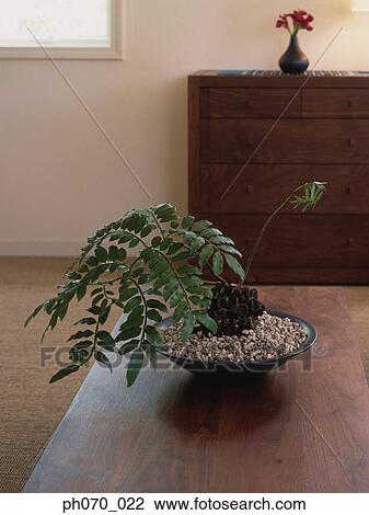 Decorative plant on the table View Large Photo Image Stock Image - Decorative plant on the table. Fotosearch