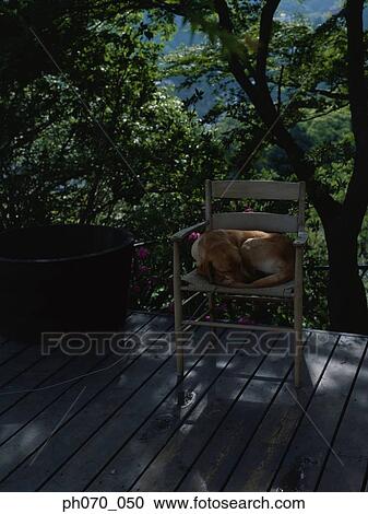 Stock Image - Dog sleeping on a chair. Fotosearch