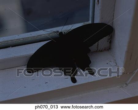 Domestic moth resting on the window pane View Large Photo Image Stock Image - Domestic moth resting on the window pane. Fotosearch