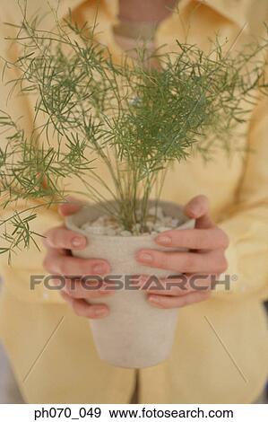 Stock Photo - Holding a potted plant. Fotosearch