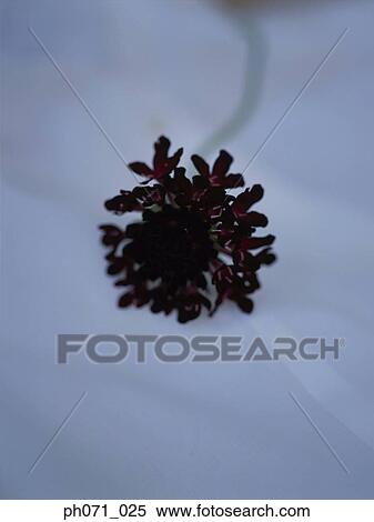 Herb, close up View Large Photo Image Stock Photography - Herb, close up. Fotosearch