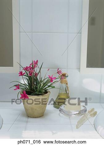 Potted plant and toiletries on bathroom sink area View Large Photo Image Stock Photograph - Potted plant and toiletries on bathroom sink area. Fotosearch