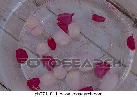 Rose petals floating on bowl View Large Photo Image Stock Image - Rose petals floating on bowl . Fotosearch