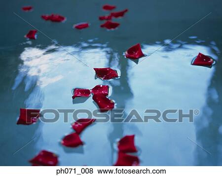 Rose petals floating on water View Large Photo Image Stock Photo - Rose petals floating on water. Fotosearch