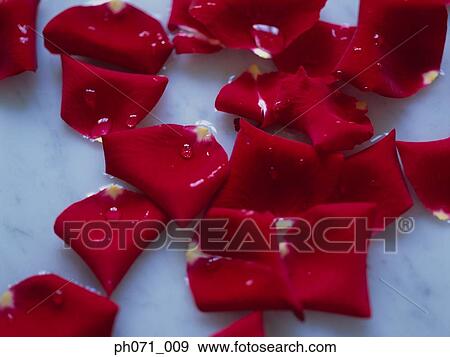 Rose petals View Large Photo Image Stock Photo - Rose petals. Fotosearch