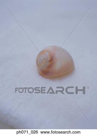 Soap (in shape of a shell) on towel, close up View Large Photo Image Stock Photograph - Soap (in shape of a shell) on towel, close up. Fotosearch