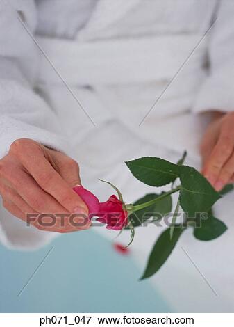 Woman pulling red rose petals View Large Photo Image Stock Photo - Woman pulling red rose petals. Fotosearch